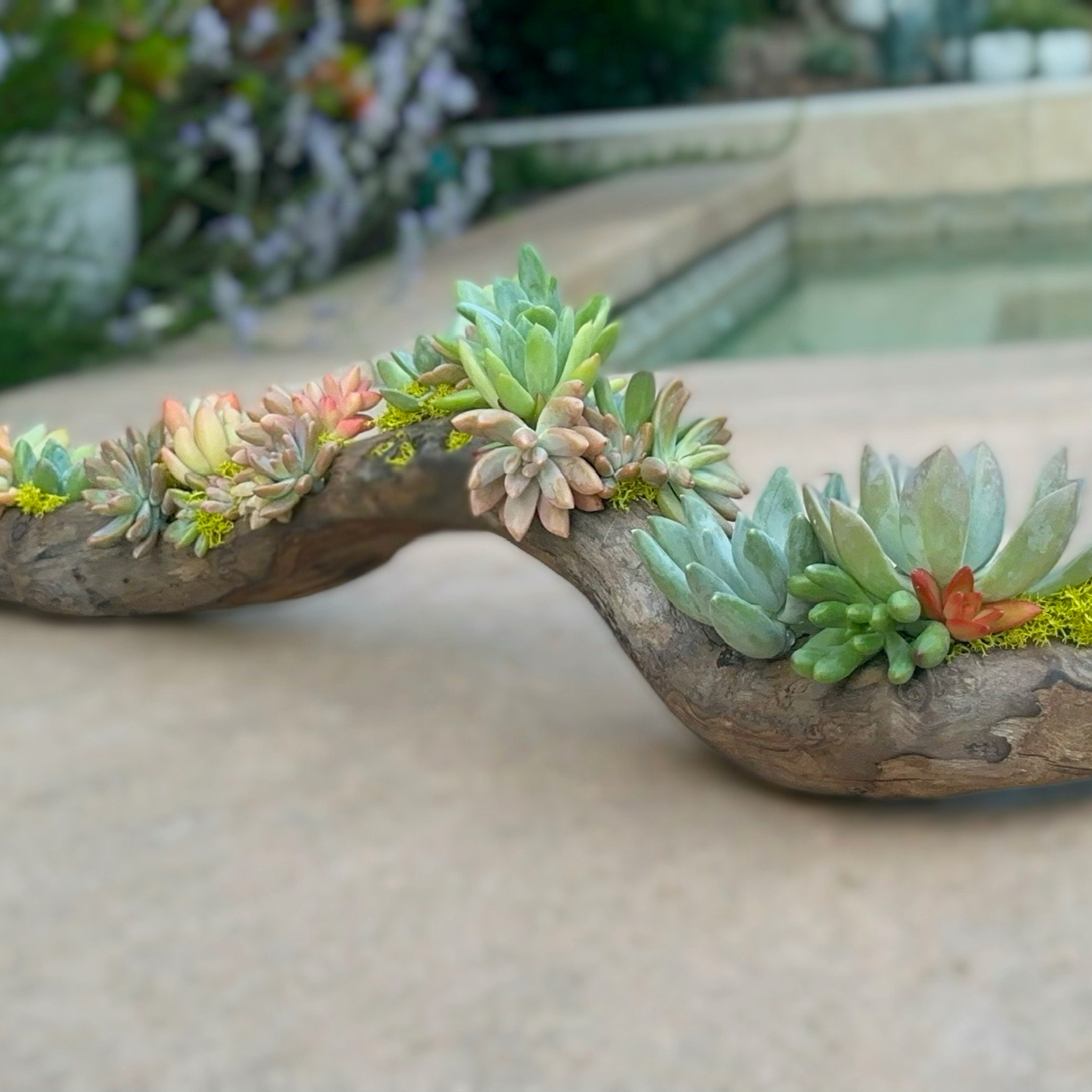 CALIFORNIA DRIFTWOOD / GHOSTWOOD – Floral Props and Design