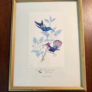 May include: A framed botanical and ornithological print featuring two hummingbirds perched on a flowering branch with light blue leaves. The birds are rendered in shades of blue and purple. The text reads Oiseau-Mouche à queue fourchue, Polytmus, Grandeur Naturelle.