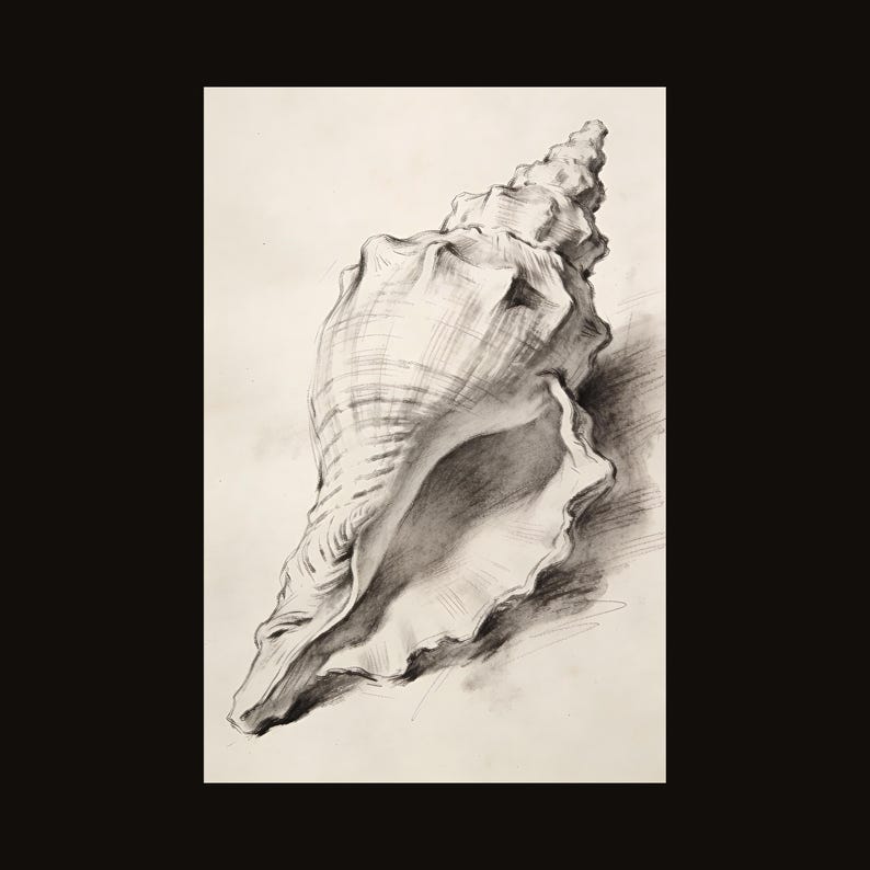 Conch Shell Pencil Sketch Print | Coastal Beach House Wall Art (digital ...