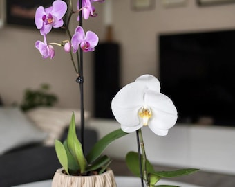Aeris Orchid Planter with Drip Tray: Modern Ventilated Pot