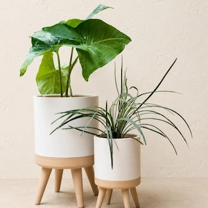 May include: Two white cylindrical planters with light brown bases and wooden legs. One planter holds a large-leafed green plant, the other a slender-leafed green plant. The planters are set against a neutral background.