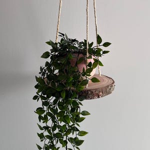Könnte beinhalten: Ein hängender Pflanzentopf mit einem kleinen, runden, rosa Topf, der eine grüne Hängepflanze enthält. Der Topf ruht auf einem kreisförmigen Holzregal mit natürlichem Rindenrand, das an beigem Seil aufgehängt ist.