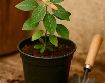 Rose “Bourbon Street“波本街/波旁大道 Cut flower Live Shrub