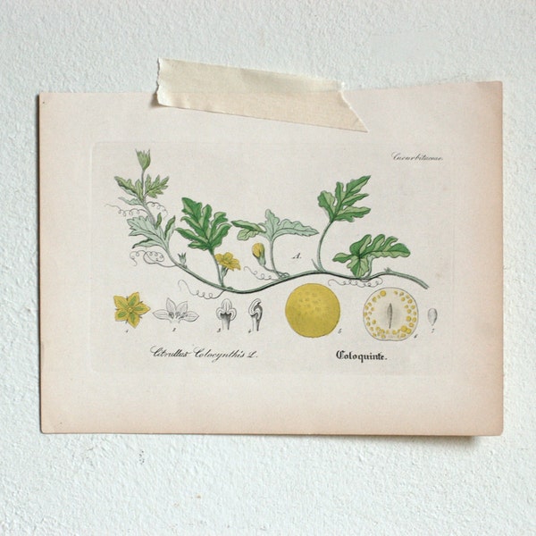 RESERVED. Vintage Botanical Illustrations
