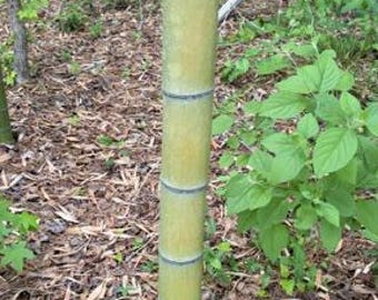 Golden Bamboo Poles: Decorative, Structural, Cut to Length