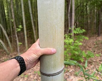 Postes de bambú de 5 pulgadas de diámetro hasta 1/4 de pulgada de diámetro, cortados a la longitud y cantidad que se deseen.