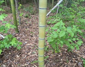 Golden Bamboo Poles: Decorative, Structural, Cut to Length