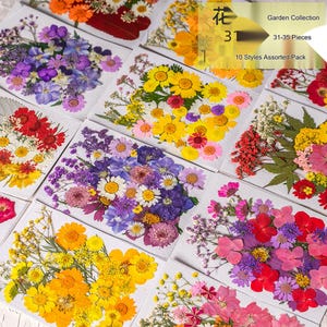 Real Pressed Flowers Garden Collection (31-35 Pieces) for Resin Crafts, Makeup, Photography DIY