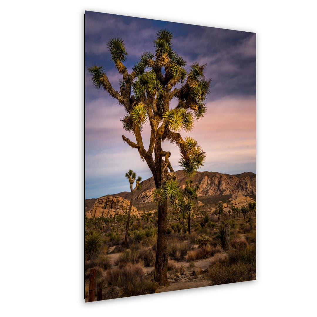 California Joshua Tree National Park Cactus Wall Art Photo Print - Etsy