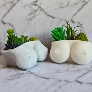 variegated raven zz plant Zamioculcas zamiifolia Black Pink Variegated – Lucky Plants Thailand