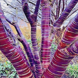 Tibetan Cherry Tree Seeds: Hardy Prunus Serrula - Copper Bark