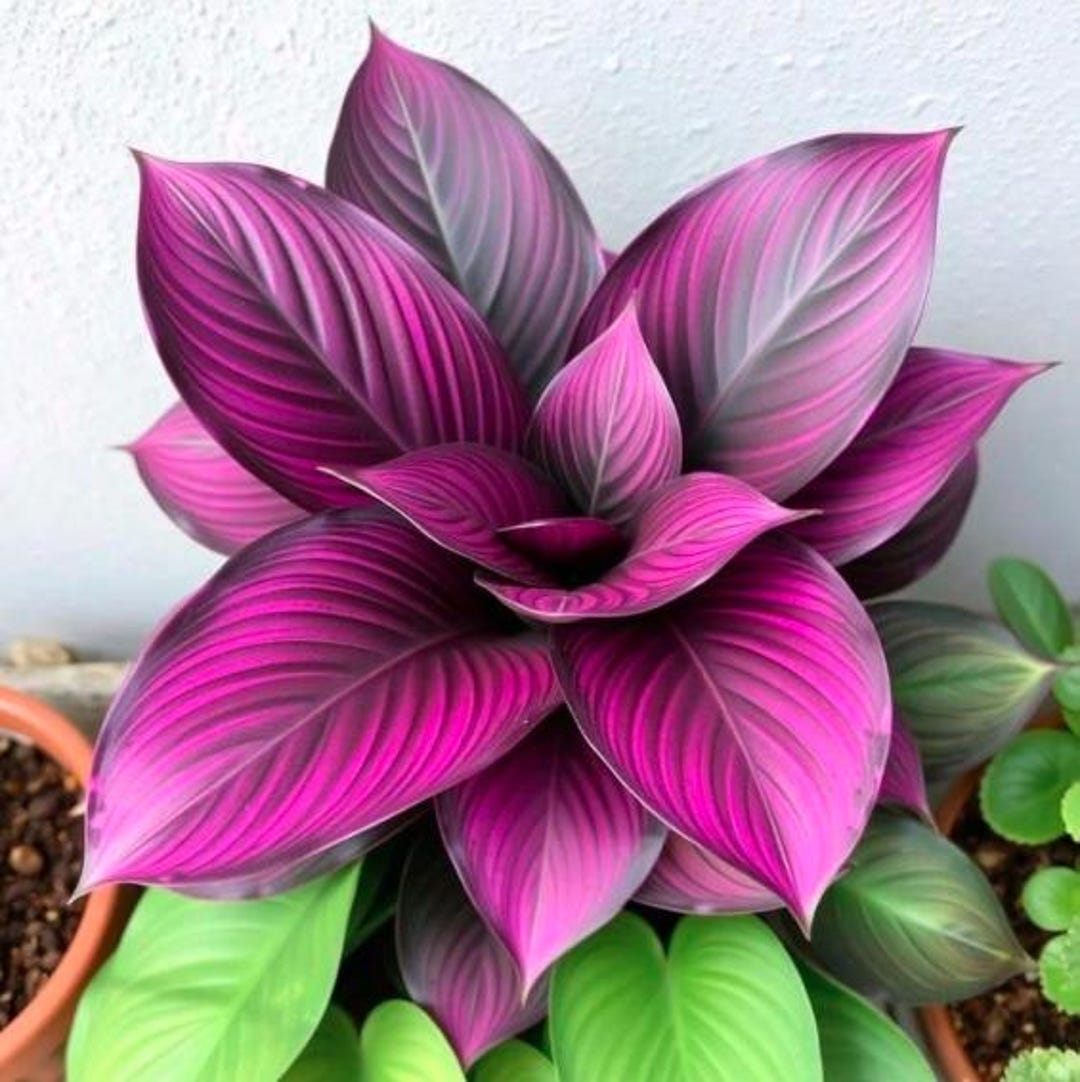 Calathea Couture Purple Kaufen