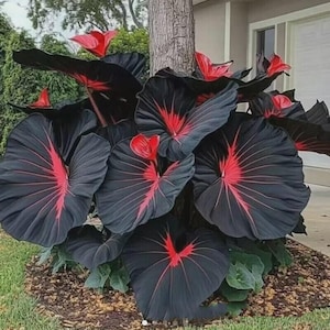 Black Caladium Flowers 100 Seeds Araceae Elephant Ear Heart Jesus Angel Wings