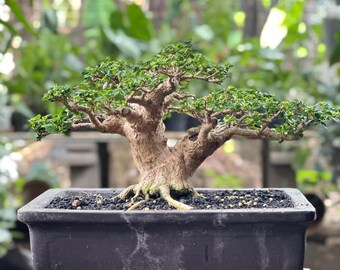 Surinamese Stick Pea Powder Puff Bonsai Tree Mini Landscape, "winter  Showcase" Collection From Samurai Bonsai - Etsy