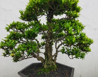 Roter Ixora Bonsai der großen Größe, echtes Bild