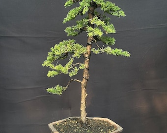 Custom order Mr.Sergio Ospine - Bonsai juniperus
