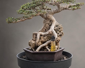 Premna On The Rock Bonsai - Bonsai Gift | Real Picture