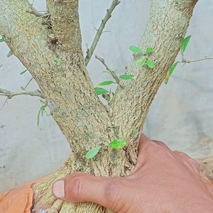 May include: Close-up of a bonsai tree with textured, light brown bark and small green leaves. The tree's trunk splits into two main branches. A hand is holding the base of the tree, which is wrapped in orange fabric.