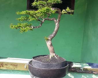 ブシダ盆栽 希少でユニークなもの