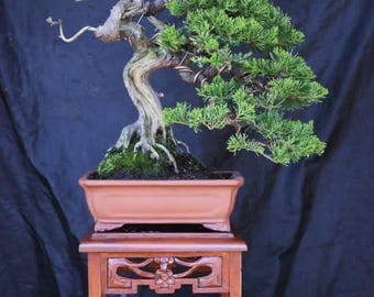 Juniperus Chinensis Bonsai Rare Unique Original