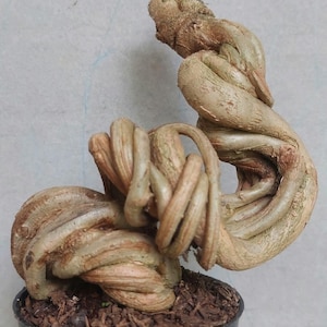 Material Premna Bonsai Tree - Split Trunk Mame Style Premna Microphylla