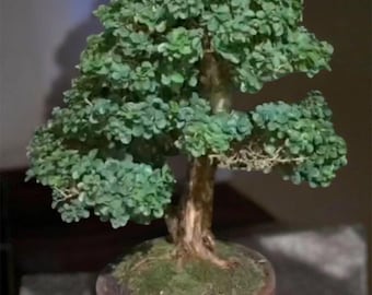 Cudrania-bonsai groot formaat, zeldzaam