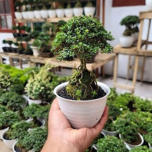 Op de afbeelding: Een kleine bonsai boom met dicht groen gebladerte en zichtbare wortels, geplant in een witte keramische pot. De boom wordt in een hand gehouden, met andere bonsai bomen op de achtergrond. De bonsai is een miniatuurboom, een vorm van levende kunst.