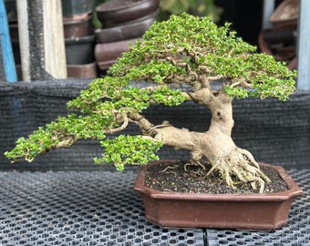 Premna Microphylla Bonsai Unique Rare