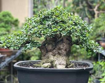 Rare Dwarf Xanadu Philodendron Bonsai Tree "cute and Little" Collection  From Cute Little Bonsai - Etsy India