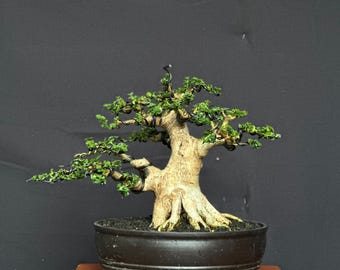 Bonsai Premna Microphylla Small Size