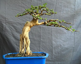 Premna Microphylla Bonsai Niagari Style – Live Tree , Real Picture