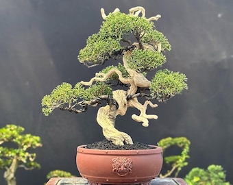 Juniperus Sargenti Tanuki Bonsái Real