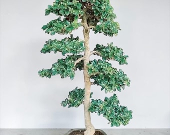 Carmona Retusa Bonsai Chokkan Style