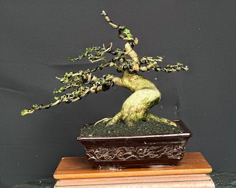 Premna Microphylla Bonsai Rare