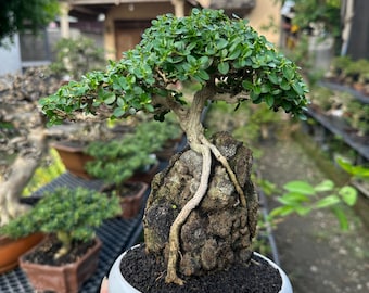 Premna Microphylla Bonsai En La Roca