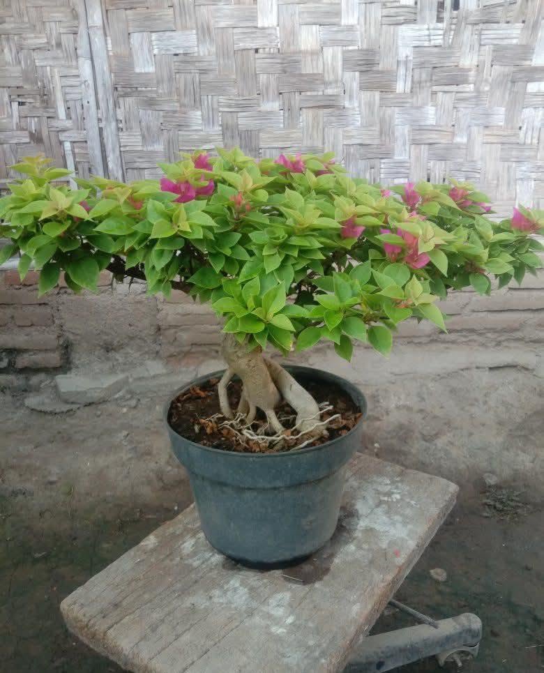 Mame bonsai - Etsy.de