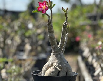 Adenium Obesum Bonsai Small Referensi Picture