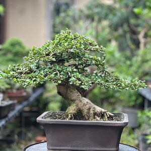 May include: A bonsai tree with vibrant green leaves and a thick, textured trunk. The tree is planted in a dark brown rectangular pot. The bonsai is displayed on a black metal table with a circular top, set against a blurred background of other plants.