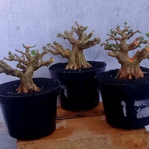 Bonsai banana tree - Etsy.de