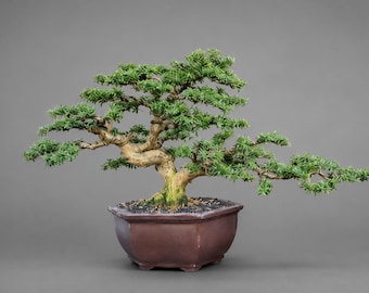 Blaue Glocke Bonsai Extrem Einzigartig Selten - Echtbild