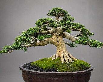 Real Picture Premna Bonsai Tree – Live Plant