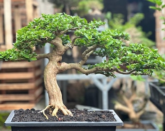 プレムナ ミクロフィラ盆栽 実像豆盆栽