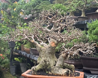 Streblus Asper Bonsai Real Picture