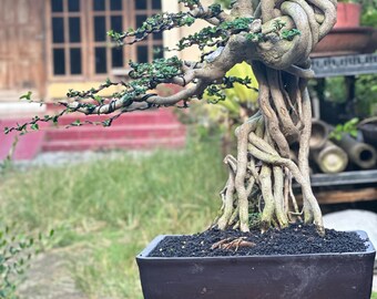 Bonsai Premna Microphylla Expose Root