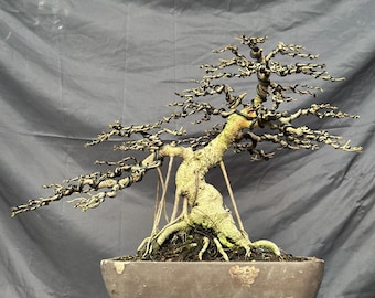 Green Prince Cedar of Lebanon Bonsai Windswept Fukinagashi Style 8