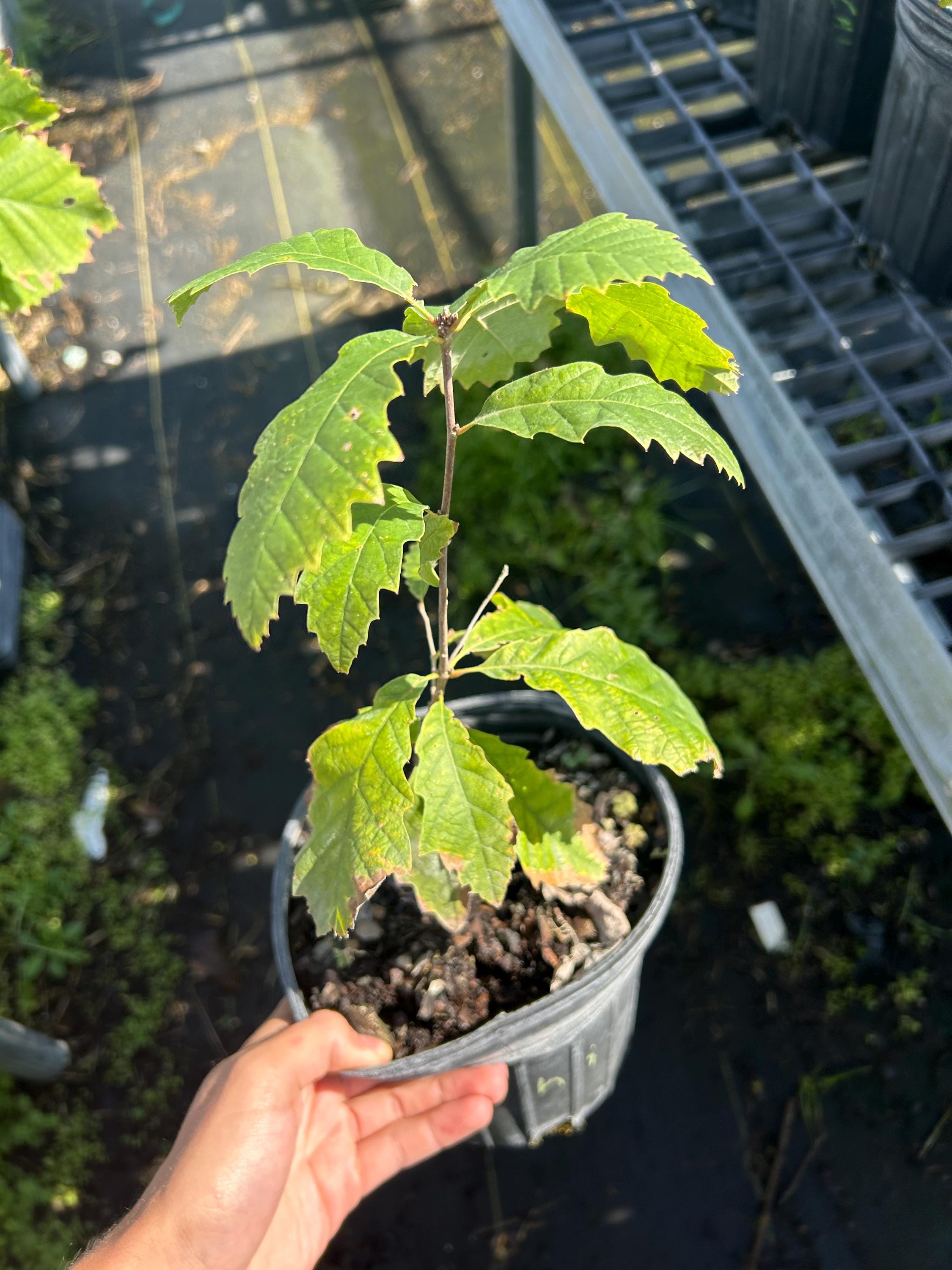 2 Live Chinkapin Oak, Quercus Muehlenbergii Seedlings - Etsy