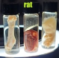 Small Wet Specimens