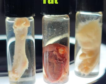 Small Wet Specimens