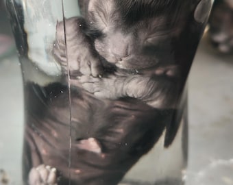 May include: A small, dark-furred newborn kitten is curled up inside a clear, cylindrical glass container. The kitten has its eyes closed and is positioned vertically within the vessel, with its paws tucked near its face and chest.