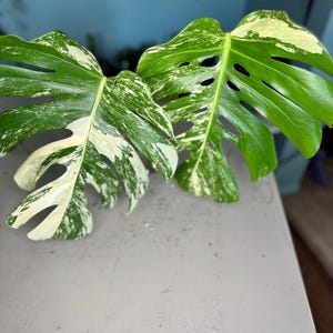 Monstera Albo  Top Cutting